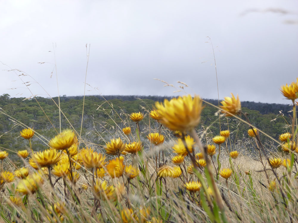 Rounsefell Daisies