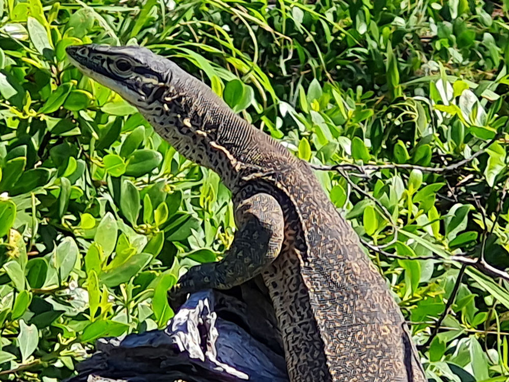 Rounsefell Goanna